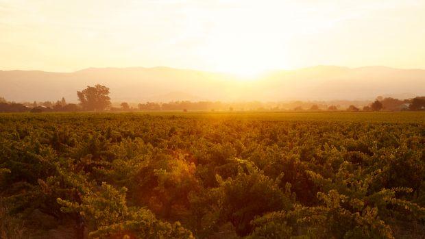Robert Mondavi Winery